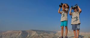 Olives in Israel - Types, History & Facts