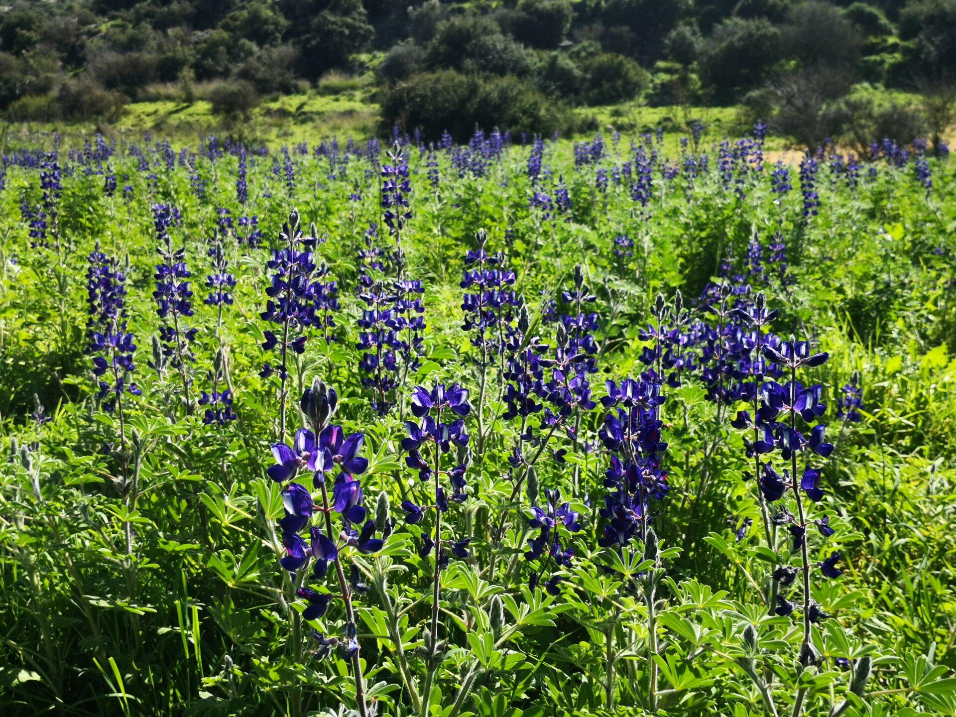 Lupine Hill in Israel: Magnificent Deep Blue Flowers Everywhere 