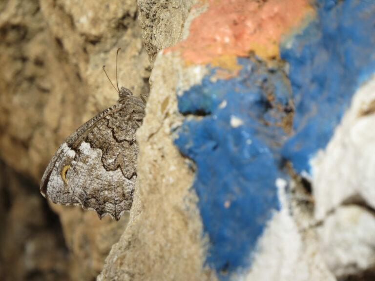 A butterfly on a rock with the israel national trailer marker painted on it.