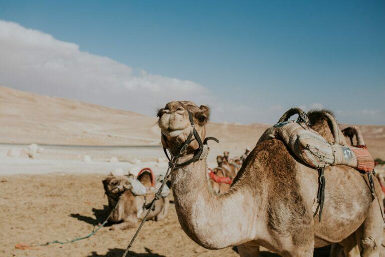 Camels in the Negev Desert
